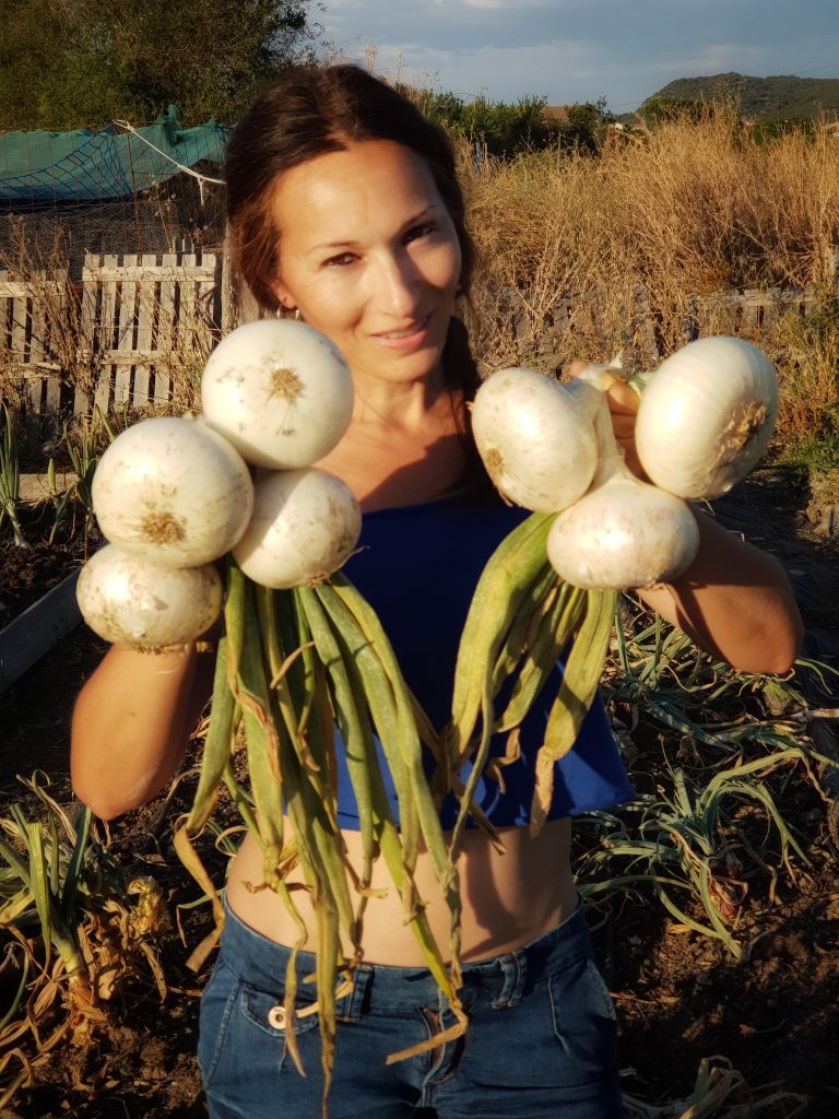 Como cultivar cebollas sin arar