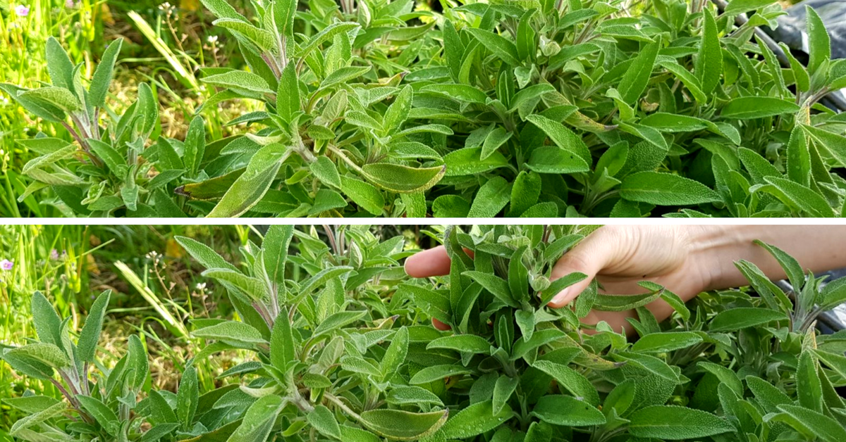 La Salvia | Planta aromática y medicinal