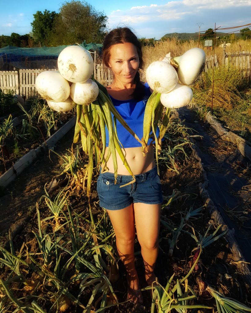 Como cultivar cebollas sin arar