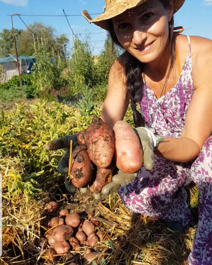 Como cultivar patatas sin arar